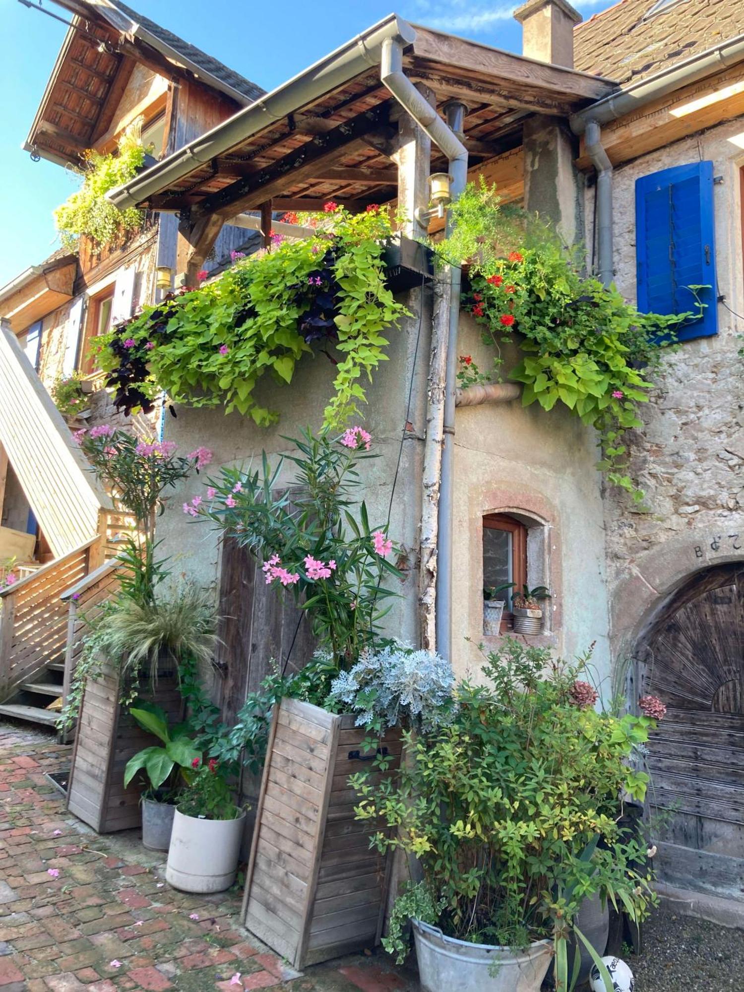 Les Gites Du Raceme Blienschwiller Exterior foto